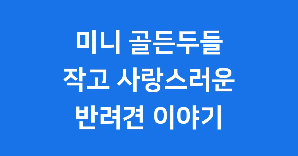 미니 골든두들 분양 크기 특징 가격 정보